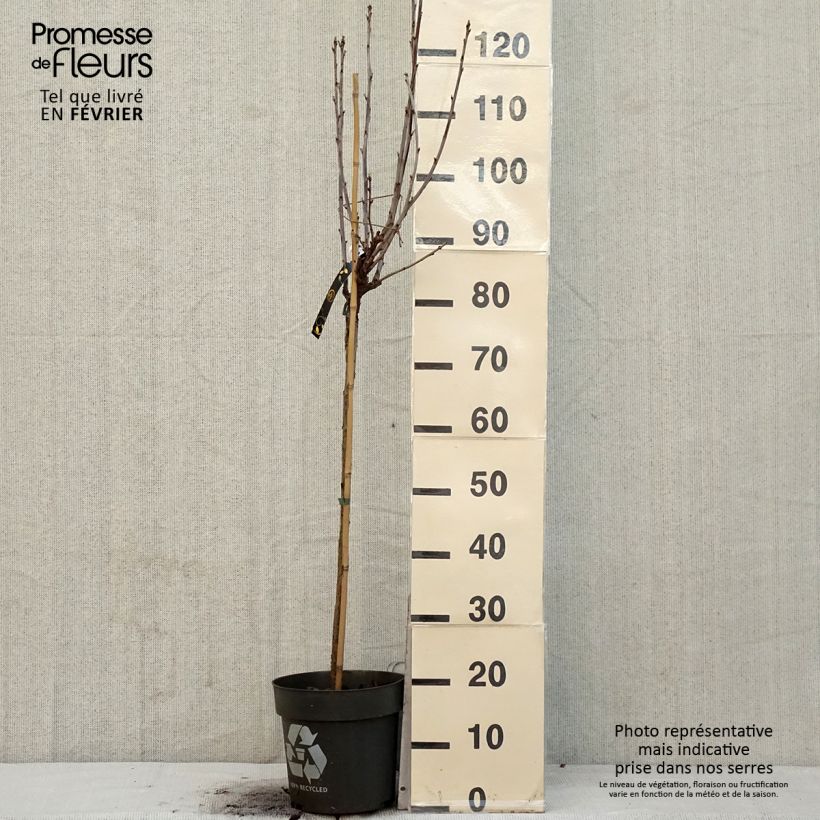 Exemplaar van Rode bes Babette Pot van 6 l/7 l, Stengel zoals geleverd in de winter