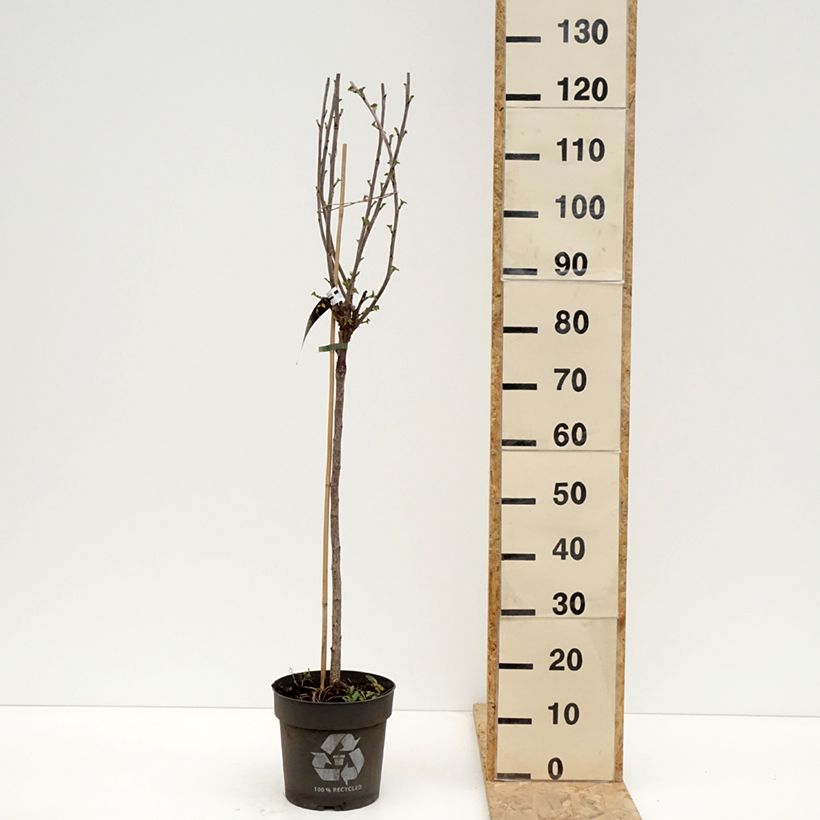 Exemplaar van Rode bes Babette Pot van 6 l/7 l, Stengel zoals geleverd in de lente