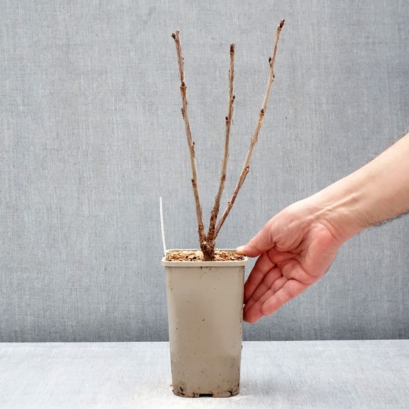 Exemplaar van Rode aalbes Sonette Pot van 1,5 l/2 l zoals geleverd in de winter