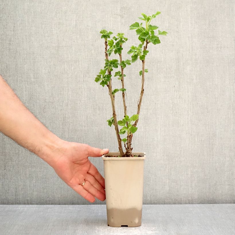 Exemplaar van Rode aalbes Sonette Pot van 1,5 l/2 l zoals geleverd in de lente