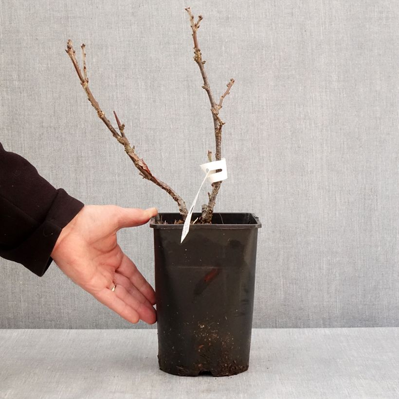 Exemplaar van Rode aalbes Rosetta Pot van 2 l/3 l, Pol zoals geleverd in de winter