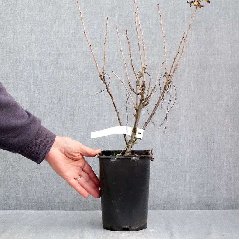 Exemplaar van Rode aalbes Rosetta Pot van 2 l/3 l, Pol zoals geleverd in de herfst