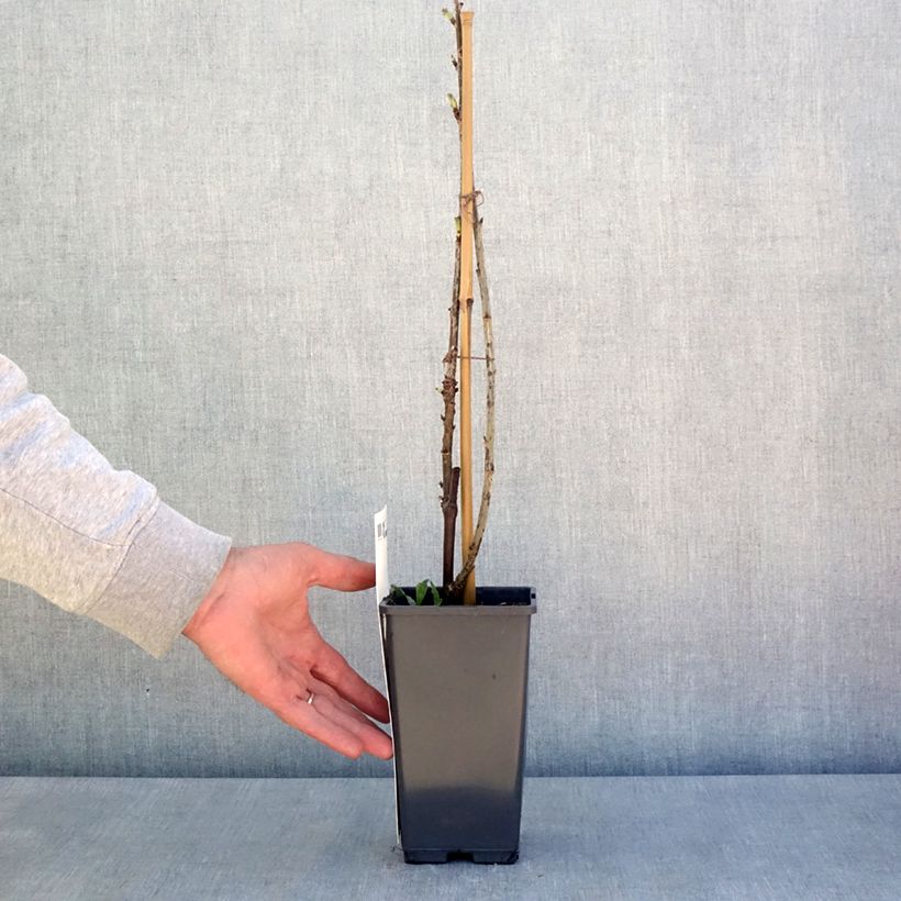 Exemplaar van Rode aalbes Versaillaise Rouge Pot van 4 l/5 l zoals geleverd in de lente