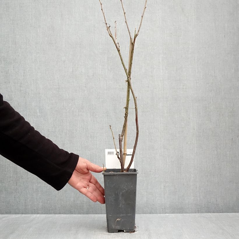 Exemplaar van Rode aalbes Versaillaise Rouge Pot van 4 l/5 l zoals geleverd in de herfst