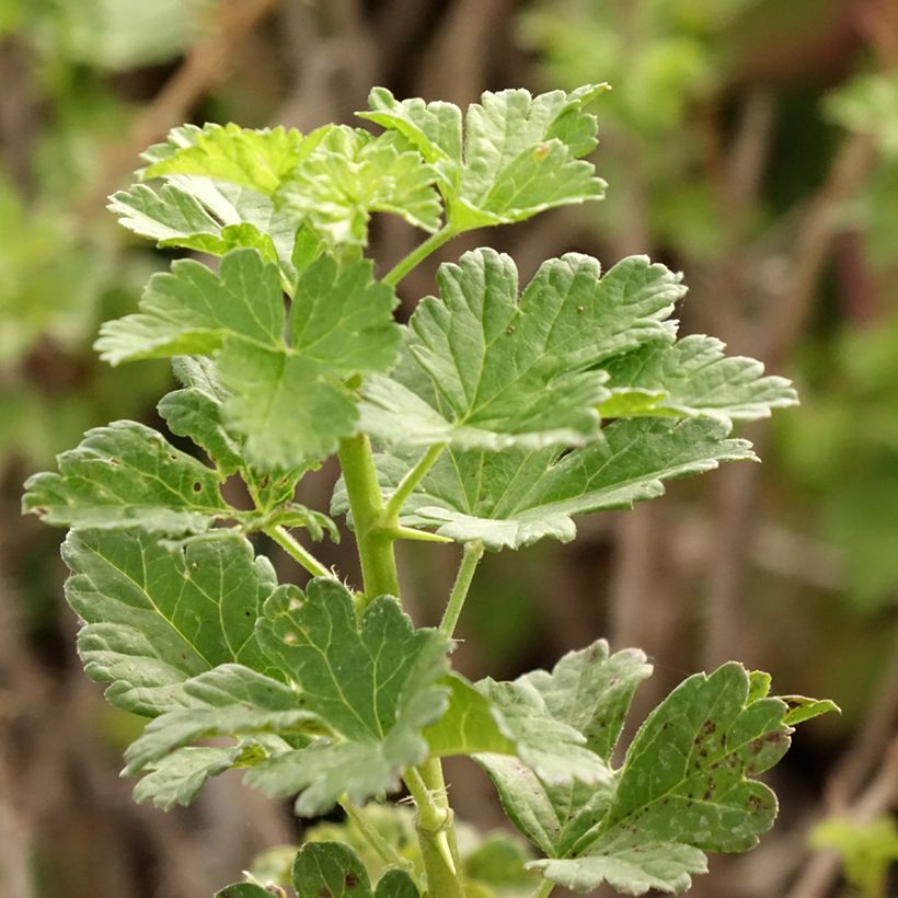 Kruisbes Crispa® Goldling® (Blad)