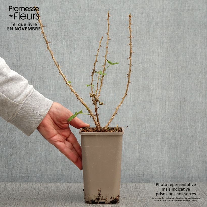 Exemplaar van Kruisbes Crispa® Goldling® Pot van 1,5 l/2 l zoals geleverd in de herfst