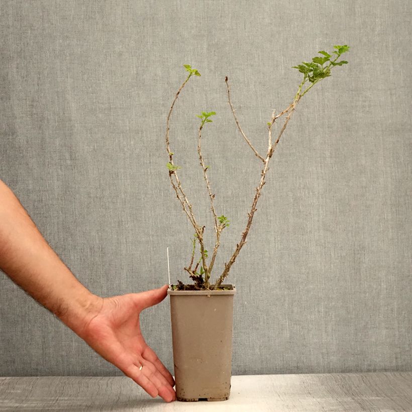 Exemplaar van Kruisbes Crispa® Goldling® Pot van 1,5 l/2 l zoals geleverd in de zomer