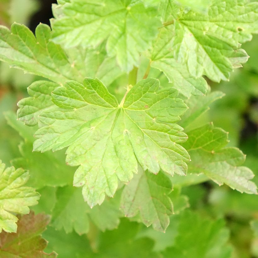 Kruisbes Mr. Green (Blad)