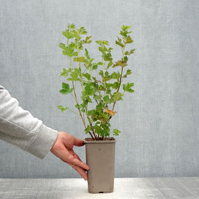 Exemplaar van Kruisbes Mr. Green Pot van 1,5 l/2 l zoals geleverd in de zomer