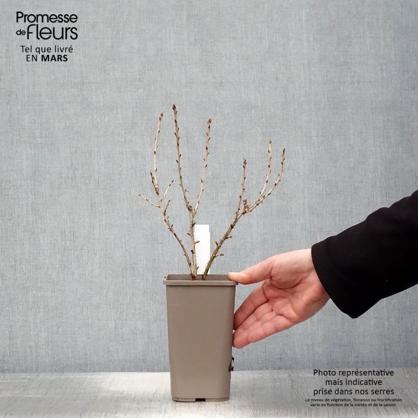 Exemplaar van Kruisbes Mr. Green Pot van 1,5 l/2 l zoals geleverd in de lente