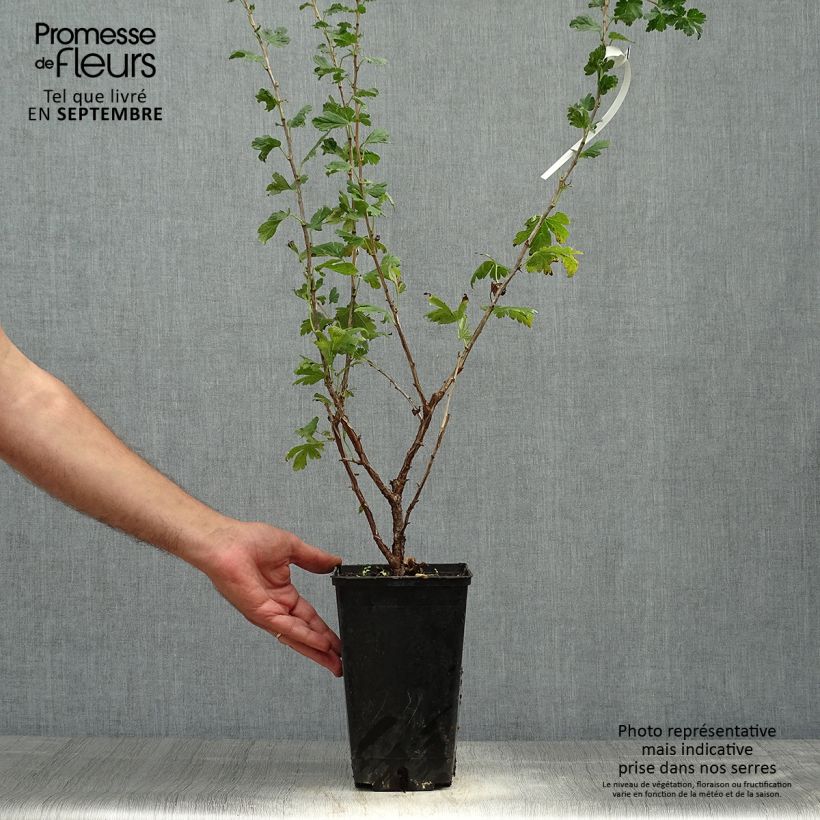Exemplaar van Kruisbes Freedonia Pot van 1,5 l/2 l zoals geleverd in de herfst
