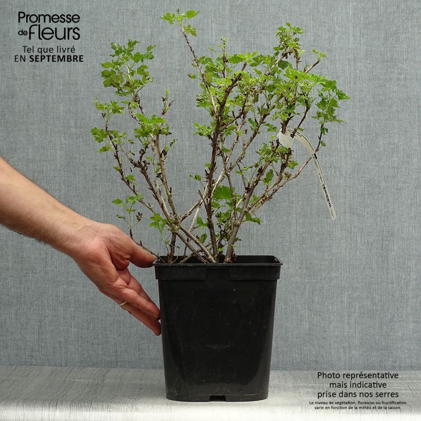 Exemplaar van Kruisbes Freedonia Pot van 4 l/5 l zoals geleverd in de herfst