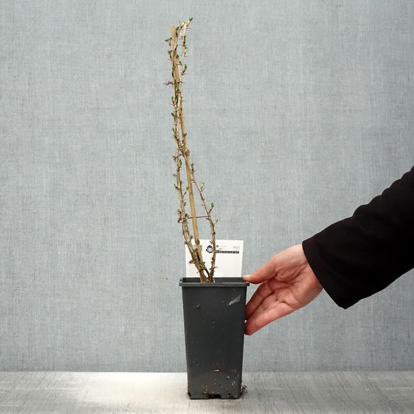 Exemplaar van Kruisbes Invicta Pot van 1,5 l/2 l zoals geleverd in de lente