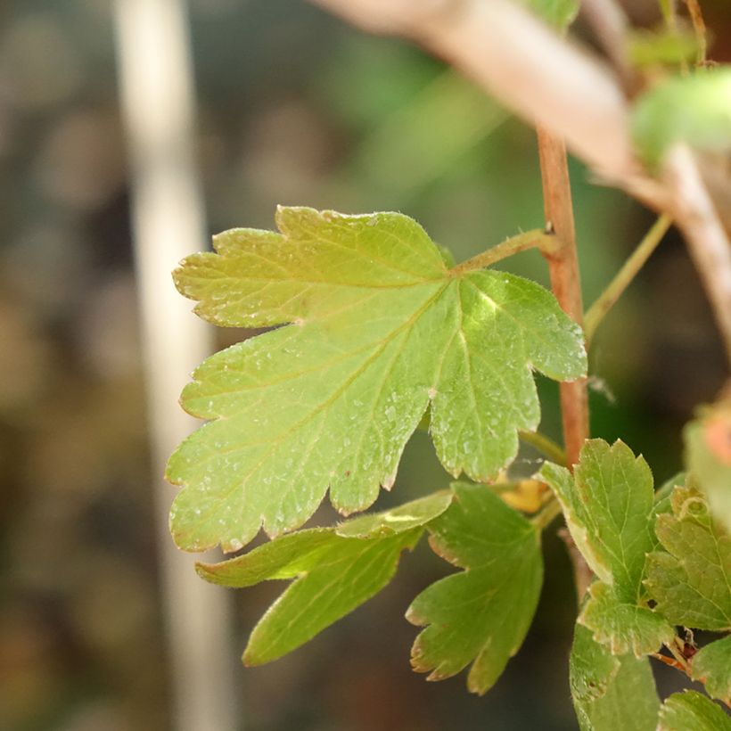 Kruisbes Invicta (Blad)