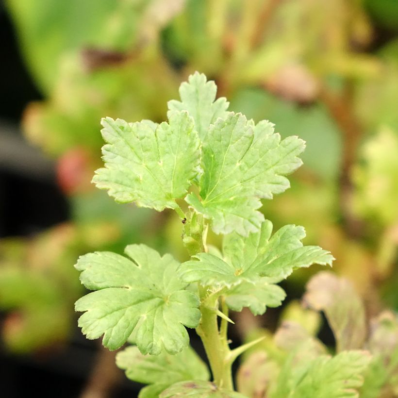 Kruisbes Lady Sun (Blad)