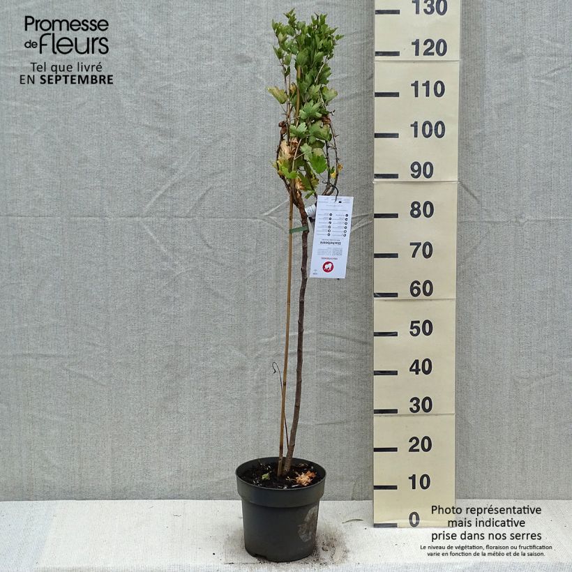 Exemplaar van Kruisbes Mucurines Pot van 6 l/7 l, Stengel zoals geleverd in de herfst