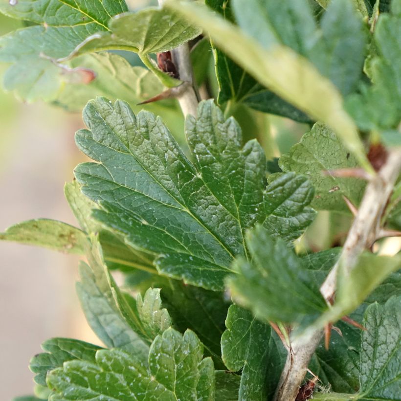 Kruisbes Crispa® Darling (Blad)