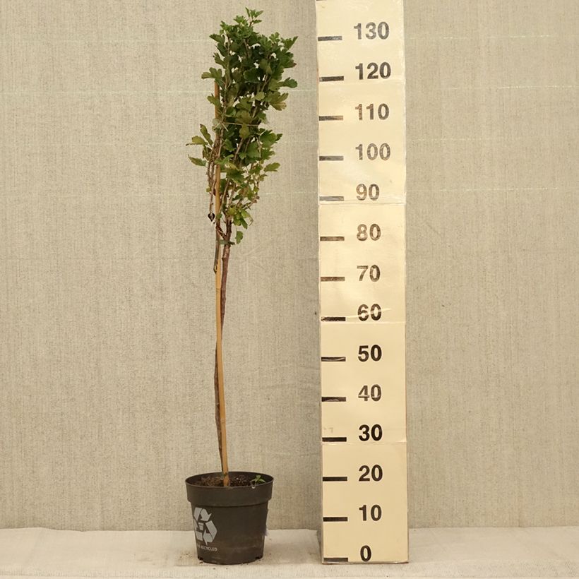 Exemplaar van Groseillier à maquereaux Crispa Darling - Ribes uva-crispa Pot de 6L/7L, Tige, Tige de 40 cm zoals geleverd in de herfst