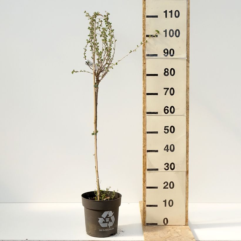 Exemplaar van Kruisbes Crispa® Darling Pot van 6 l/7 l, Stengel zoals geleverd in de lente