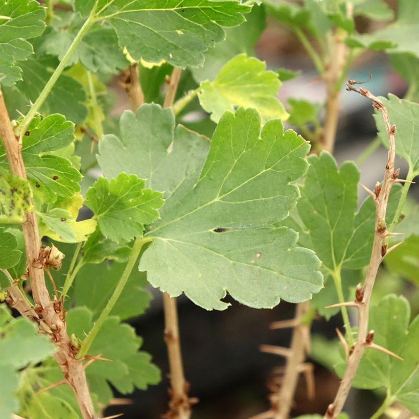 Kruisbes Crispa® Nibbling (Blad)