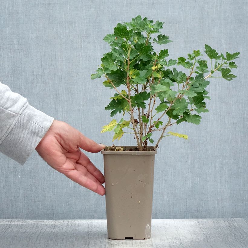Exemplaar van Kruisbes Crispa® Nibbling Pot van 1,5 l/2 l, Pol zoals geleverd in de zomer
