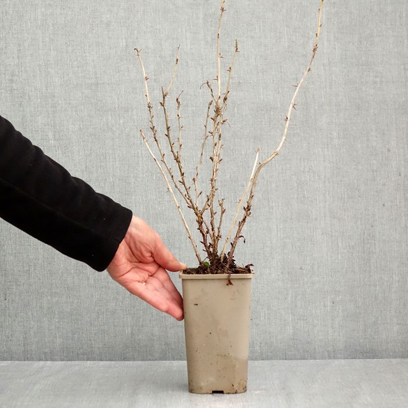 Exemplaar van Kruisbes Crispa® Nibbling Pot van 1,5 l/2 l, Pol zoals geleverd in de herfst