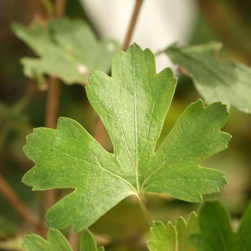 Kruisbes Solemio (Blad)