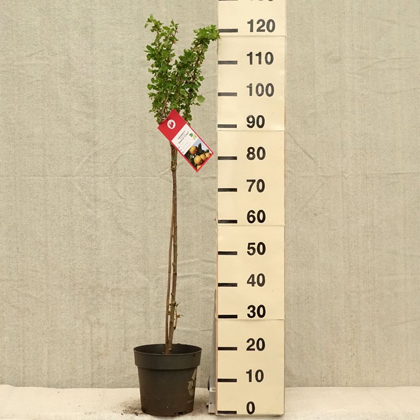 Exemplaar van Kruisbes Solemio Pot van 6 l/7 l, Stengel zoals geleverd in de lente