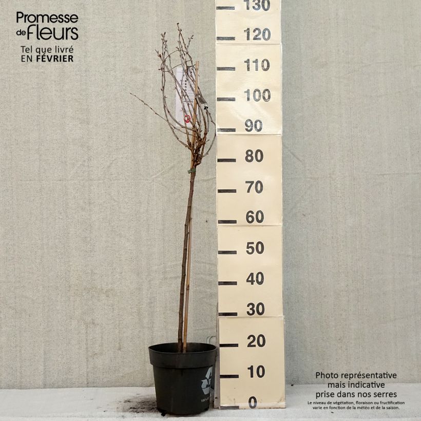 Exemplaar van Kruisbes Easycrisp® Lady Late Pot van 6 l/7 l, Stengel zoals geleverd in de winter