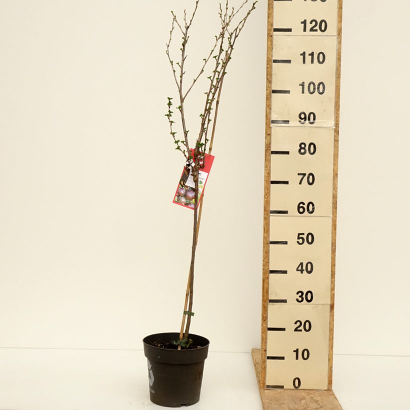 Exemplaar van Kruisbes Easycrisp® Lady Late Pot van 6 l/7 l, Stengel zoals geleverd in de lente