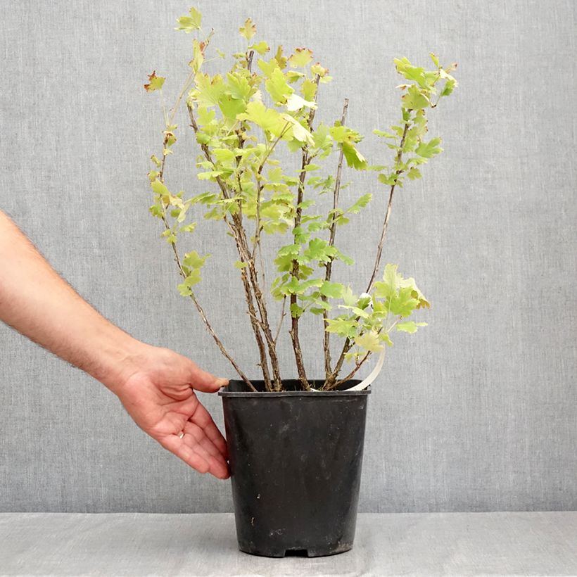 Exemplaar van Kruisbes Freedonia Pot van 4 l/5 l zoals geleverd in de zomer