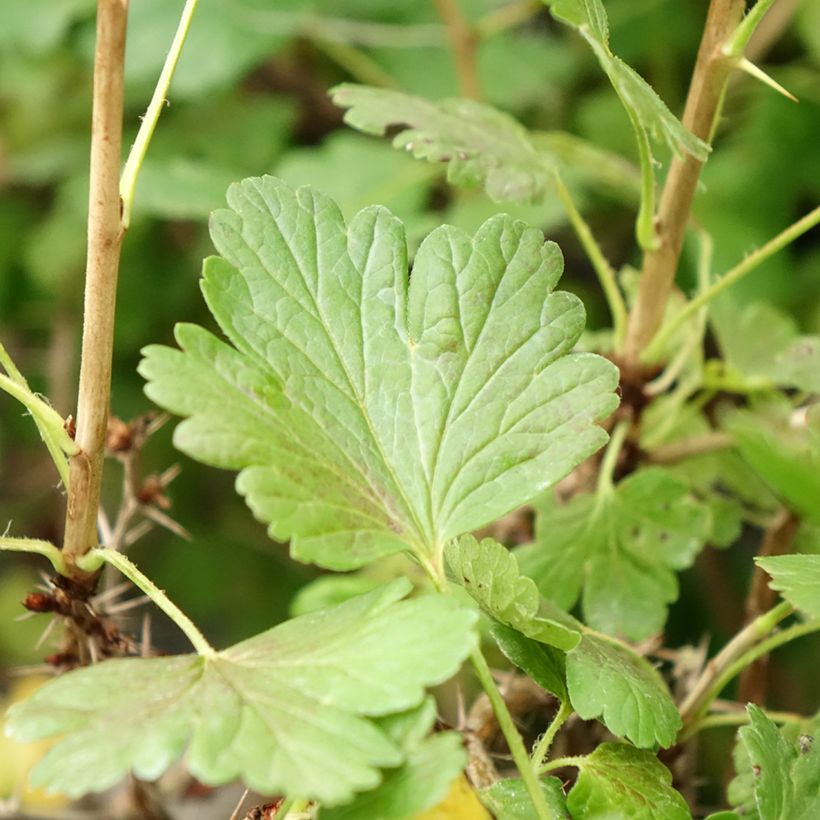 Kruisbes Hinnonmäki Yellow (Blad)