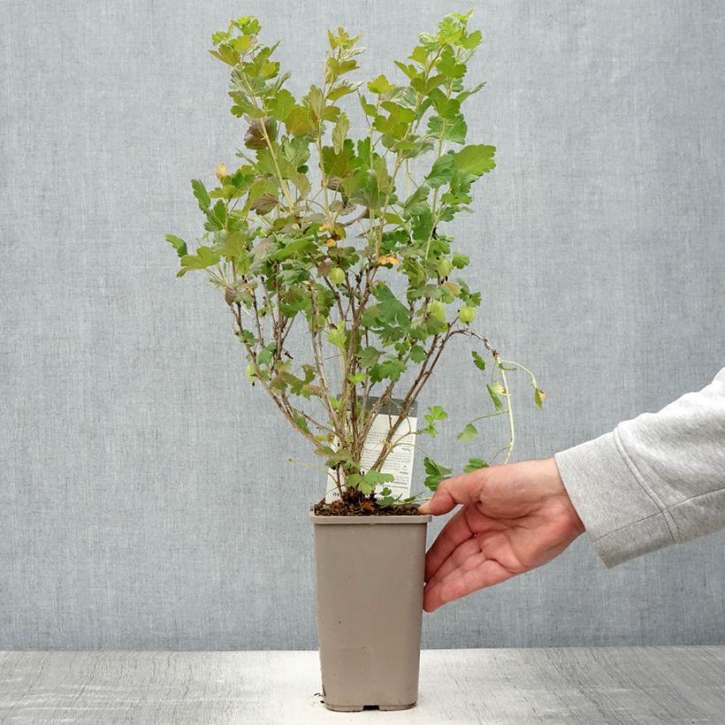 Exemplaar van Kruisbes Hinnonmäki Yellow Pot van 1,5 l/2 l zoals geleverd in de zomer