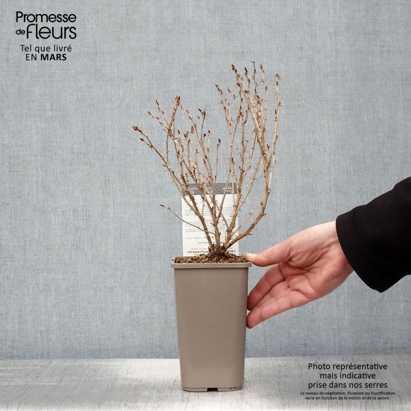 Exemplaar van Kruisbes Hinnonmäki Yellow Pot van 1,5 l/2 l zoals geleverd in de lente