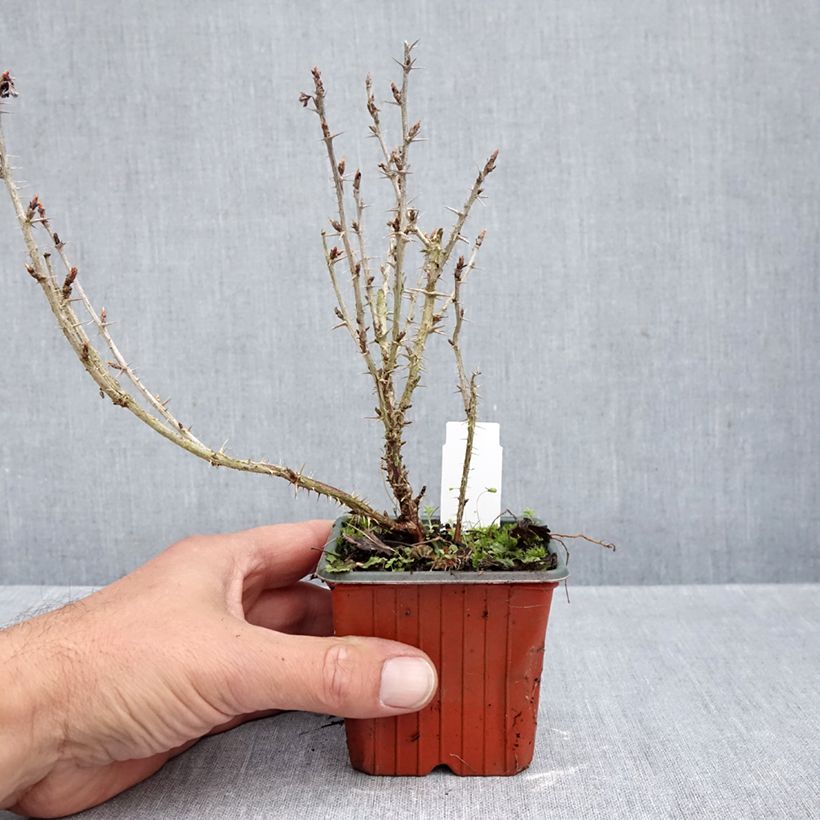 Exemplaar van Kruisbes Hinnonmäki Grün Kweekpotje van 8/9 cm zoals geleverd in de herfst