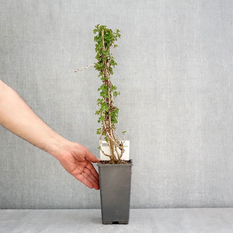 Example of Kruisbes Tatjana Pot van 1,5 l/2 l, Pol as you get in printemps