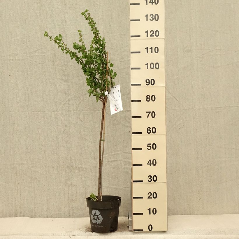 Example of Kruisbes Tatjana Pot van 6 l/7 l, Stengel as you get in printemps