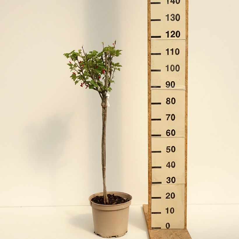 Example of Rode bes Agate Rouge Georges Delbard Pot van 7,5 l/10 l, Kwartstam as you get in ete