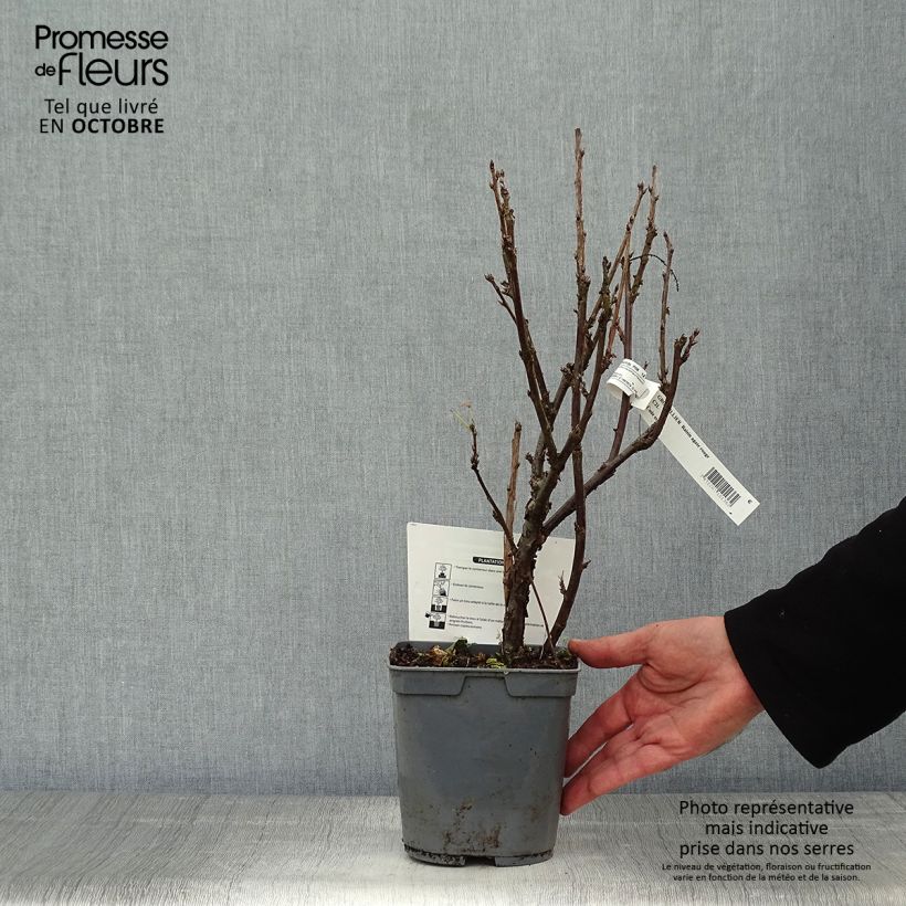 Exemplaar van Rode bes Agate Rouge Georges Delbard Pot van 2 l/3 l, Struik zoals geleverd in de herfst