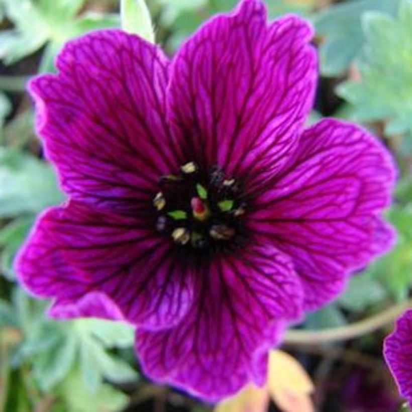 Geranium cinereum Purple Pillow - Ooievaarsbek (Bloei)