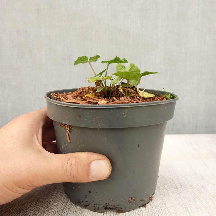 Exemplaar van Althaea officinalis - Heemst Pot van 1,5 l/2 l zoals geleverd in de herfst