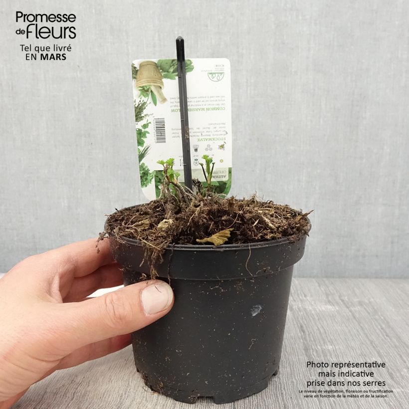 Exemplaar van Althaea officinalis - Heemst Pot van 1,5 l/2 l zoals geleverd in de lente