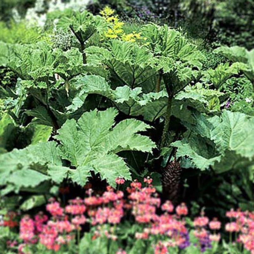 Gunnera manicata - Mammoetblad (Groeiplaats)