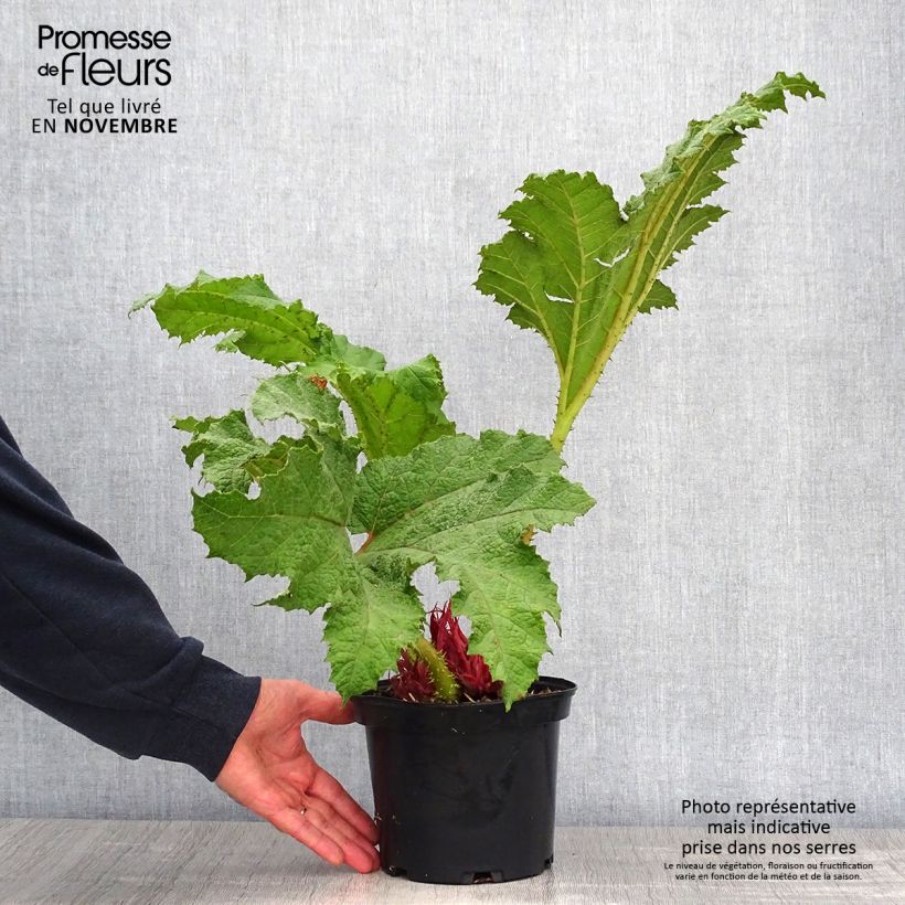 Exemplaar van Gunnera manicata - Mammoetblad Pot van 3 l/4 l zoals geleverd in de herfst