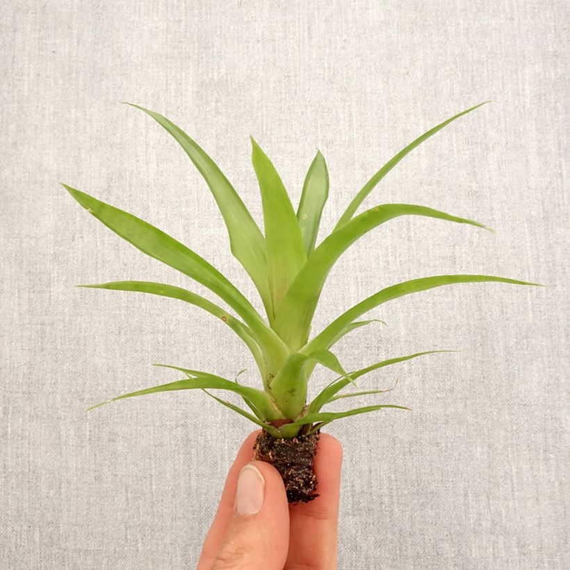 Exemplaar van Guzmania Flava - Luchtbromelia Mini-kamerplanten zoals geleverd in de lente