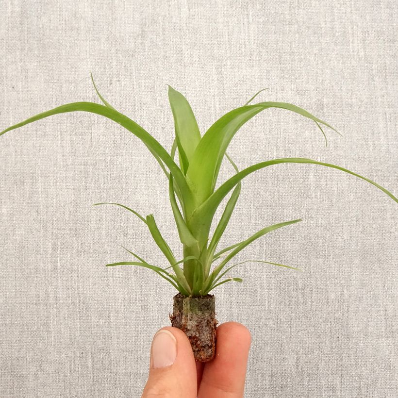 Example of Guzmania Hilda - Luchtbromelia Mini-kamerplanten as you get in printemps