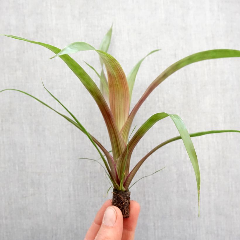 Exemplaar van Guzmania Limones - Luchtbromelia Mini-kamerplanten zoals geleverd in de lente