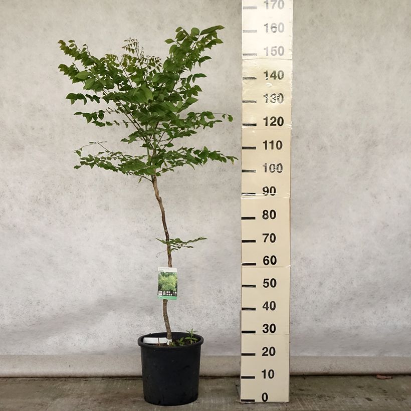 Exemplaar van Gymnocladus dioica - Doodsbeenderenboom Pot van 12 l/15 l zoals geleverd in de zomer
