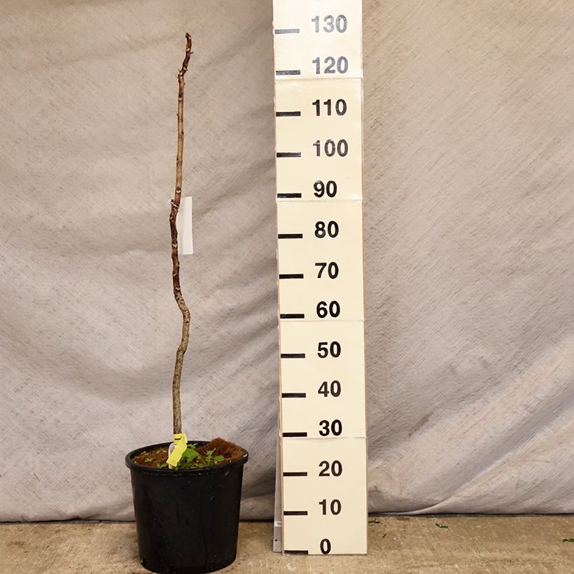 Exemplaar van Gymnocladus dioica - Doodsbeenderenboom Pot van 12 l/15 l zoals geleverd in de lente