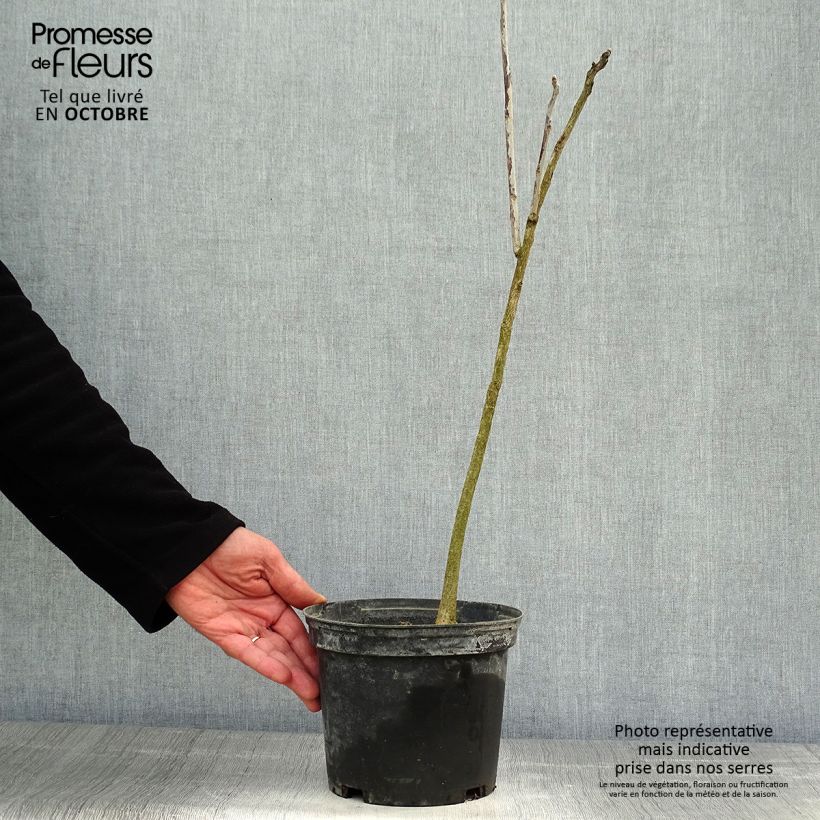 Exemplaar van Gymnocladus dioica - Doodsbeenderenboom Pot van 3 l/4 l zoals geleverd in de herfst
